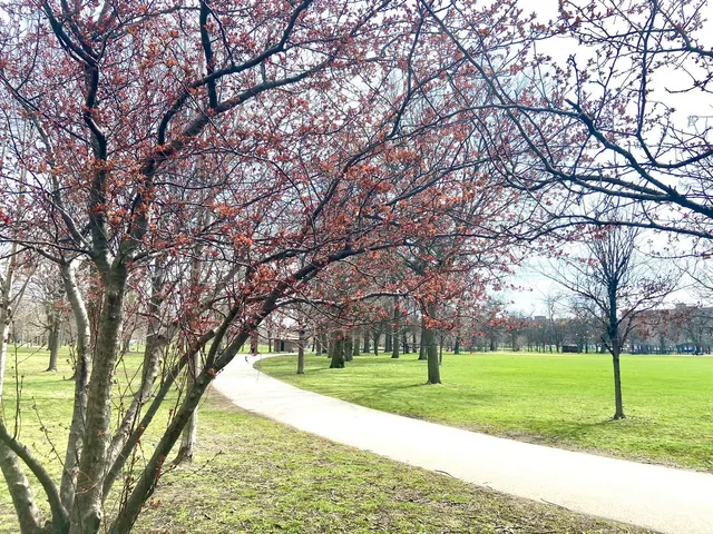 a view of a park with large trees
