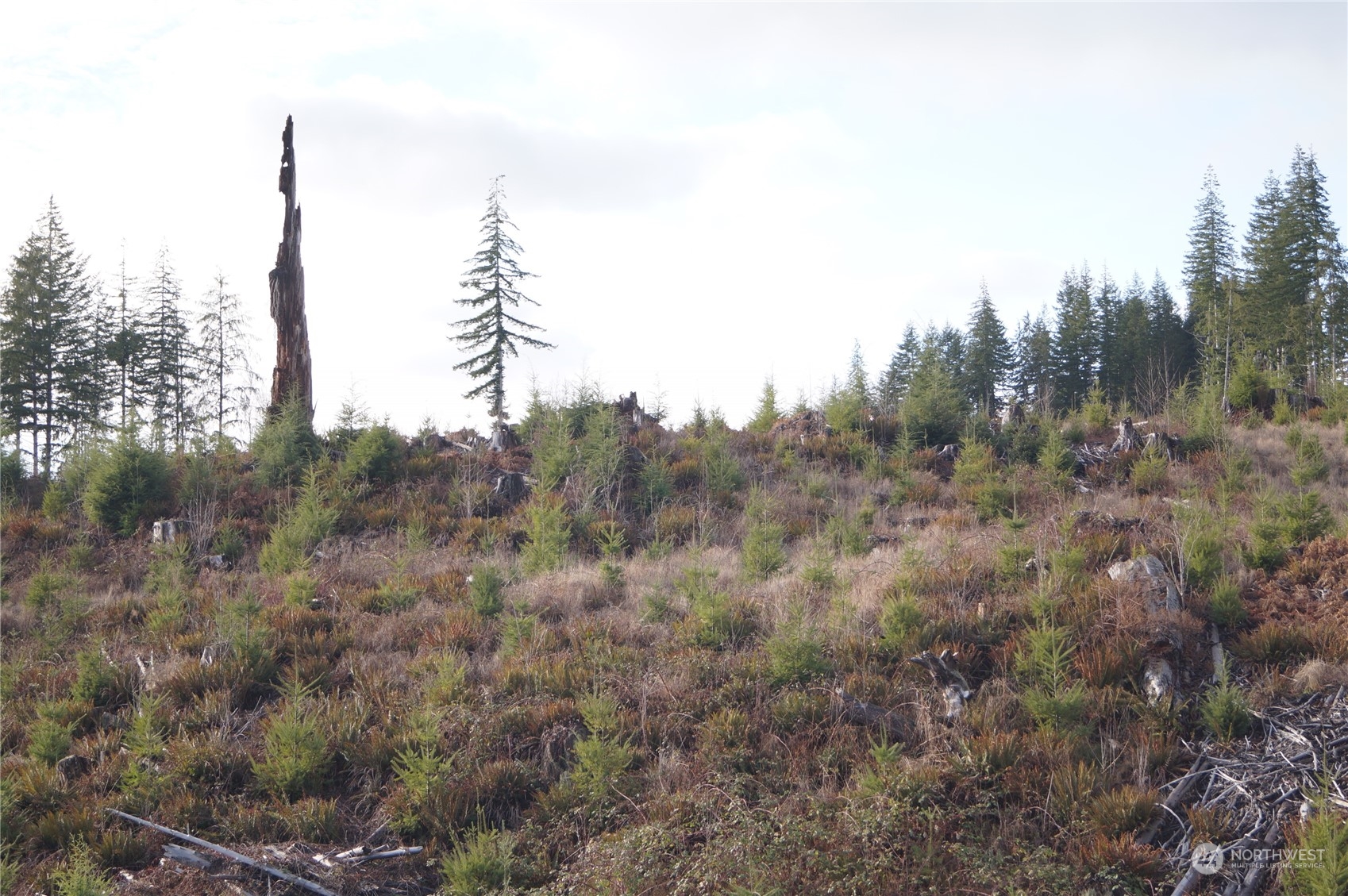 5 Smith Creek Road Raymond, WA 98577 - Photo 14 of 14 Gallery Image 14