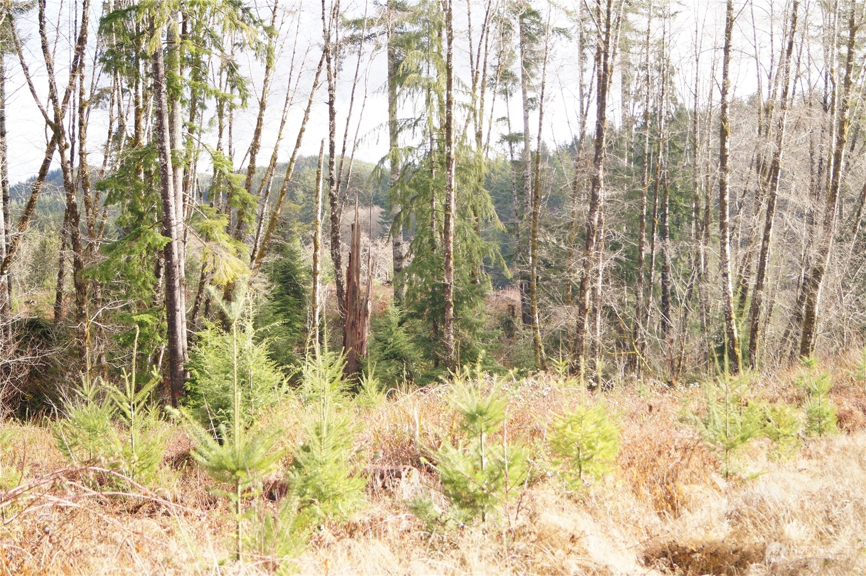 5 Smith Creek Road Raymond, WA 98577 - Photo 10 of 14 Gallery Image 10