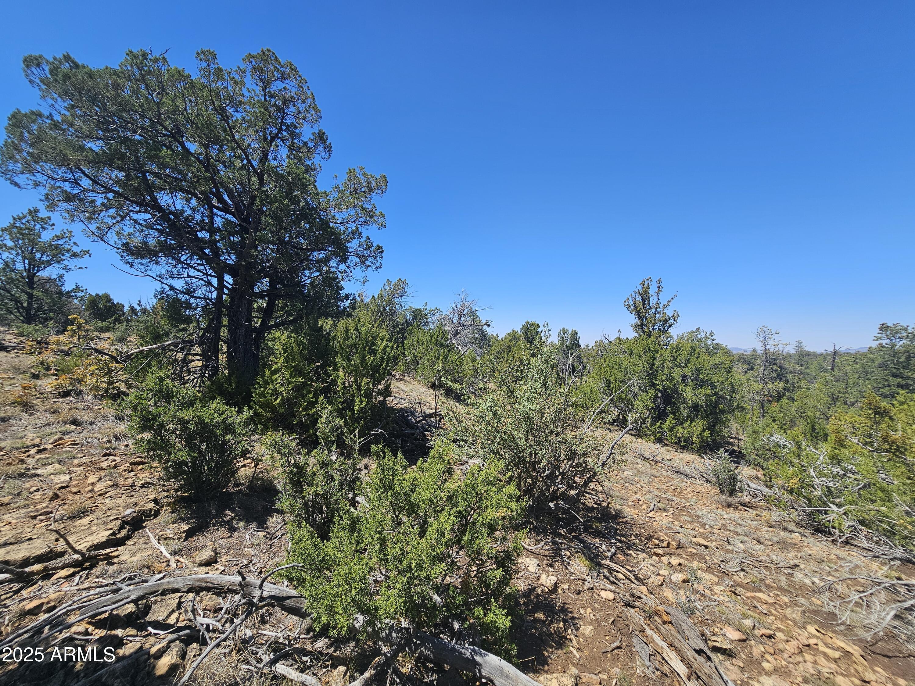 3662 Sunset Ridge Loop, Unit 143 Happy Jack, AZ 86024 - Photo 7 of 8 a view of a forest with a tree in the background