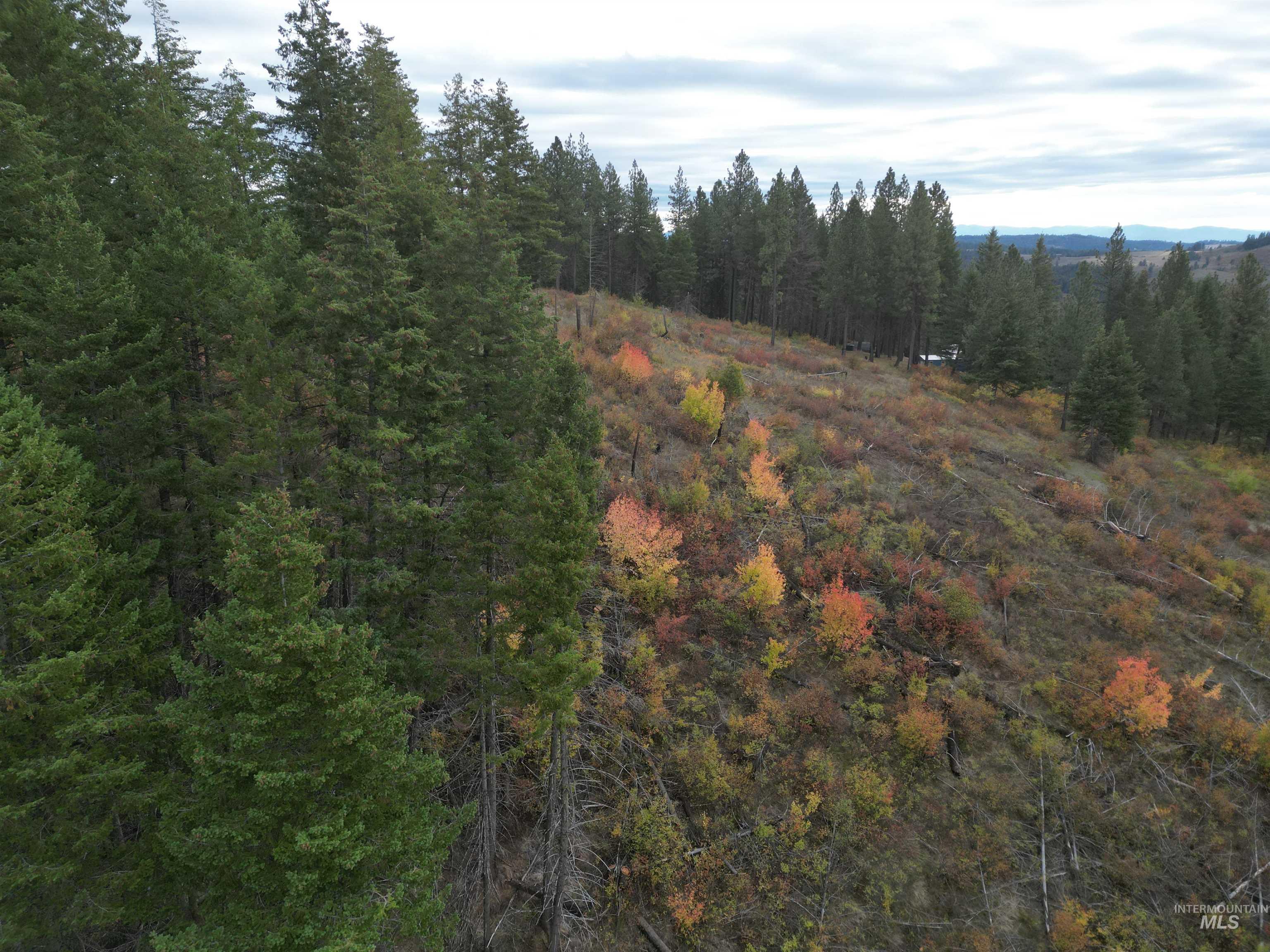 905 Hidden Valley Lane Weippe, ID 83553 - Photo 12 of 30 View of wooded area