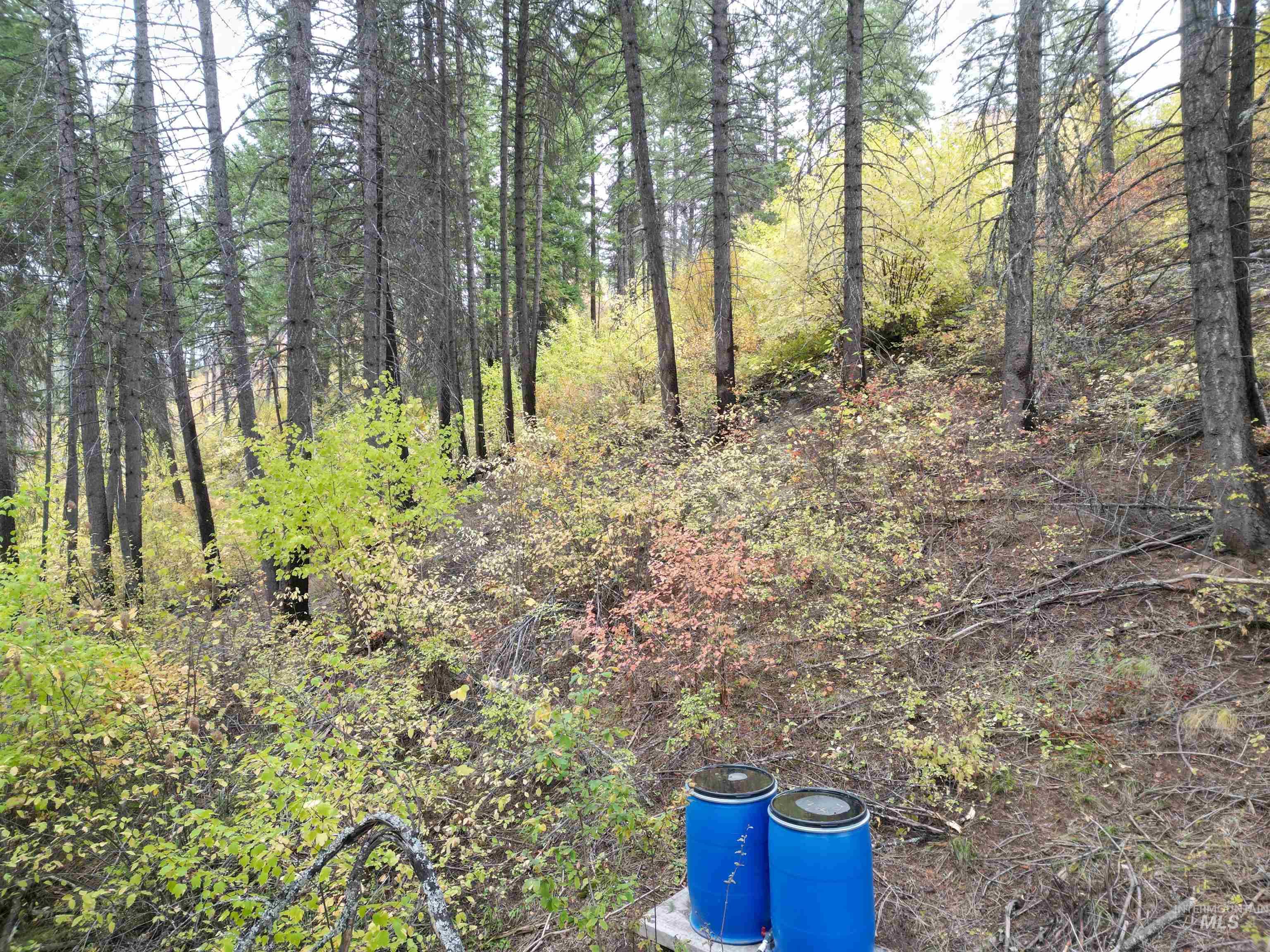 905 Hidden Valley Lane Weippe, ID 83553 - Photo 20 of 30 View of wooded area