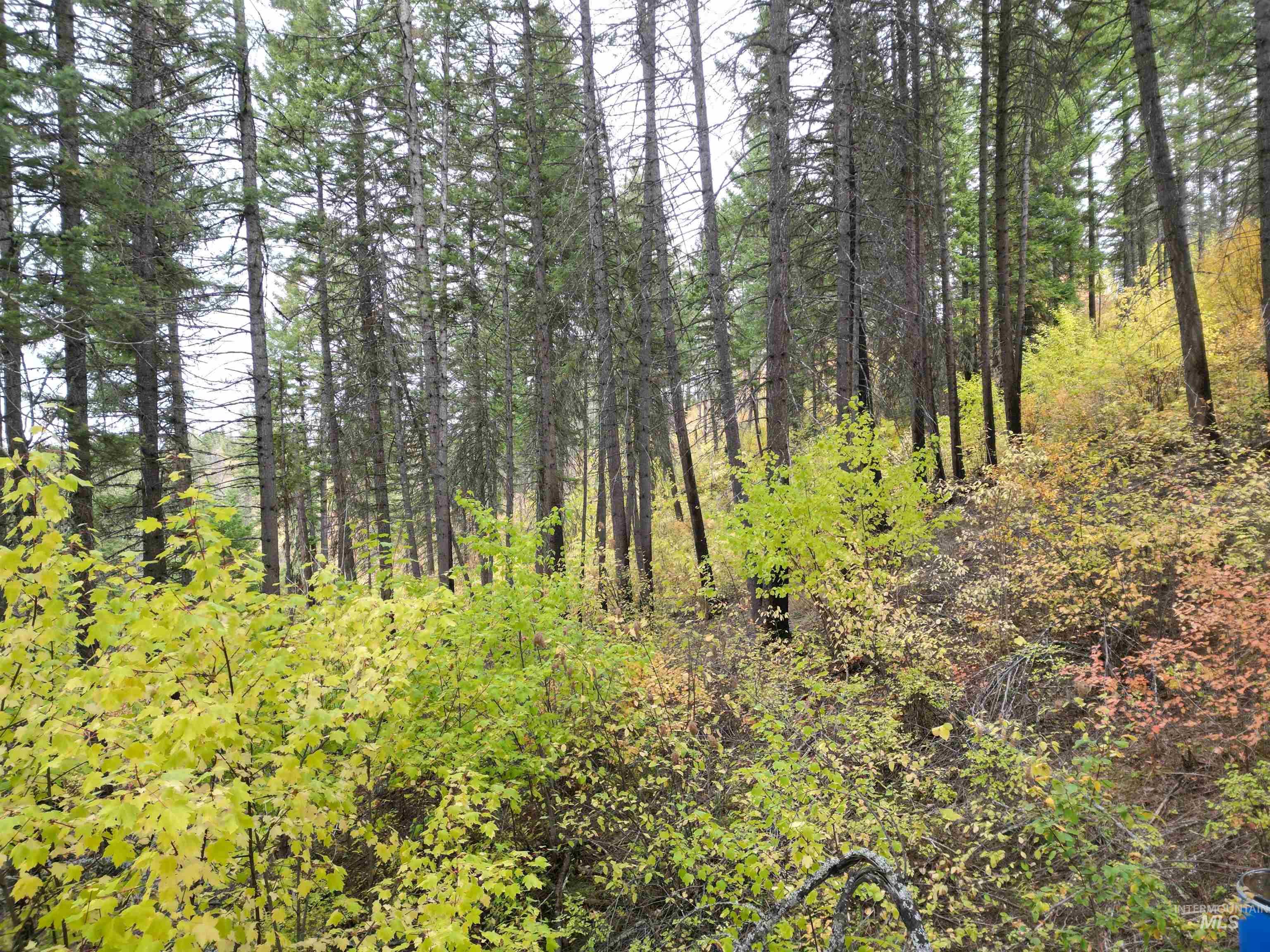 905 Hidden Valley Lane Weippe, ID 83553 - Photo 21 of 30 View of tree filled area