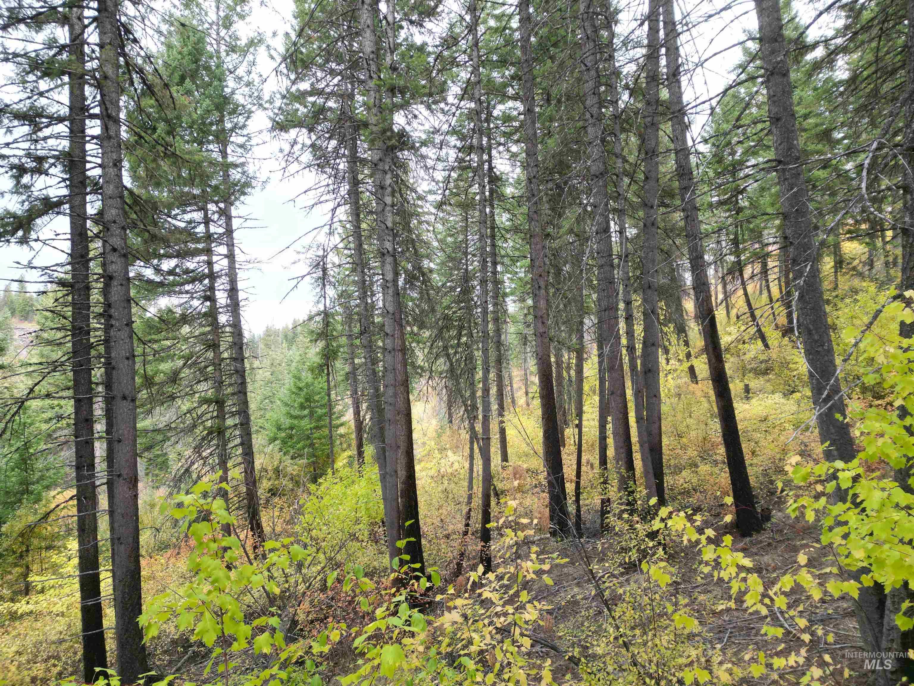 905 Hidden Valley Lane Weippe, ID 83553 - Photo 22 of 30 View of wooded area