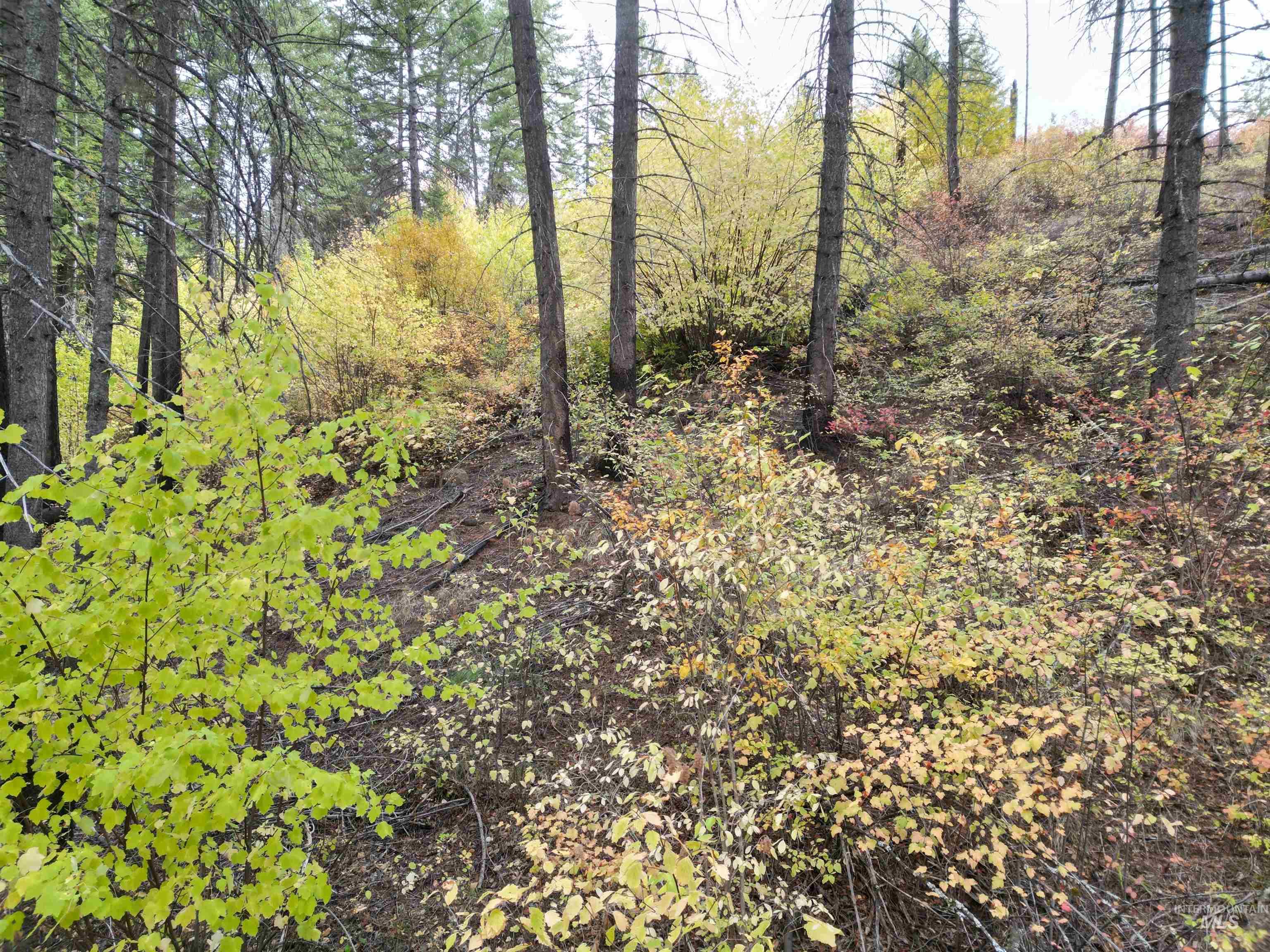 905 Hidden Valley Lane Weippe, ID 83553 - Photo 23 of 30 View of woods