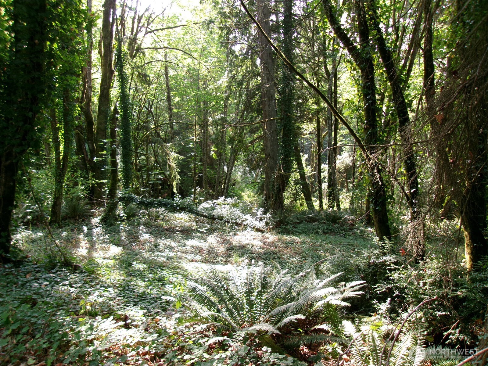 6724 Southeast Sedgwick Road Port Orchard, WA 98366 - Photo 13 of 14 a backyard of a house with lots of green space