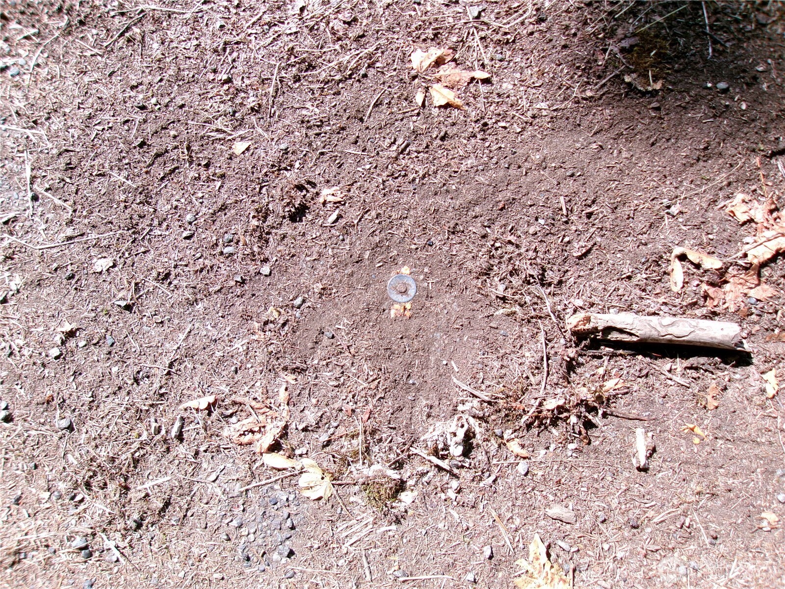 6724 Southeast Sedgwick Road Port Orchard, WA 98366 - Photo 6 of 14 a view of a yard