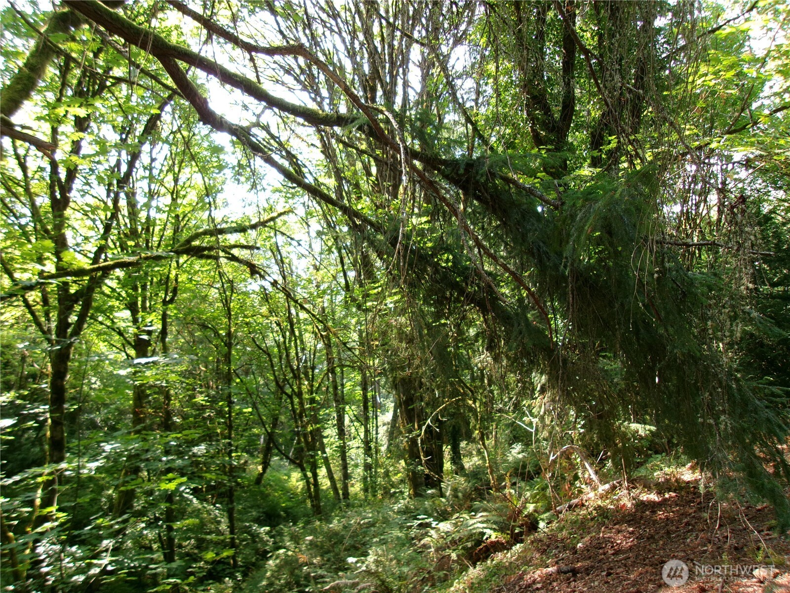 6724 Southeast Sedgwick Road Port Orchard, WA 98366 - Photo 9 of 14 a view of a lush green forest