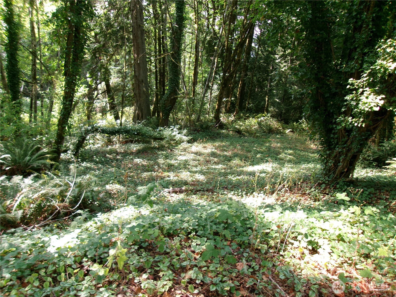 6724 Southeast Sedgwick Road Port Orchard, WA 98366 - Photo 10 of 14 a view of a forest with a tree