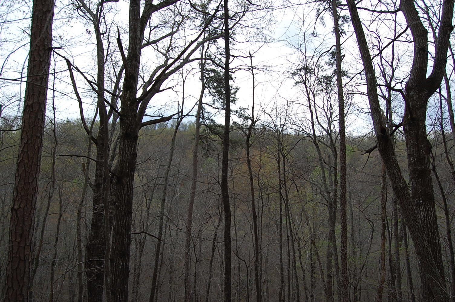 12 Flat Mountain Road Dunlap, TN 37327 - Photo 16 of 25 Gallery Image 16