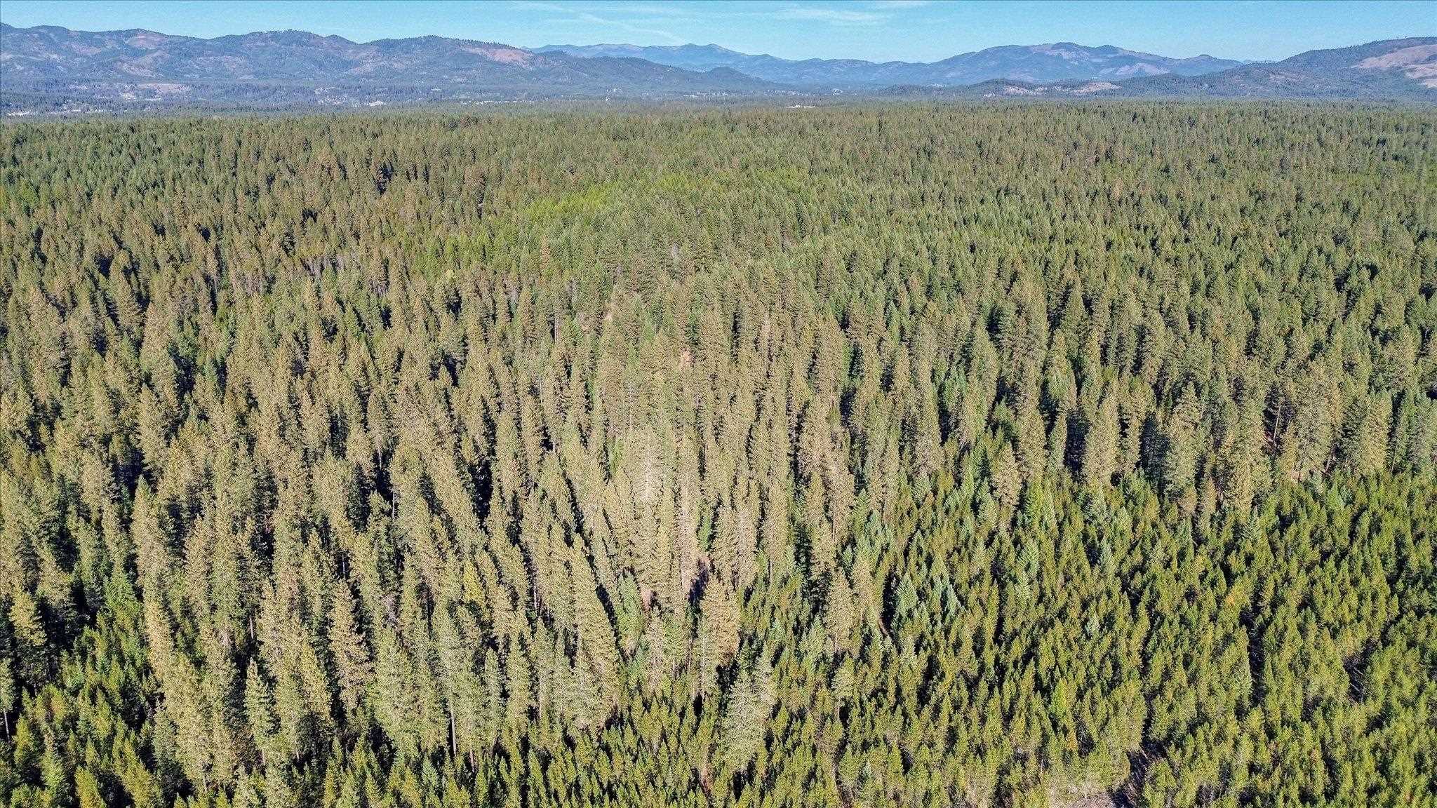 Nkn Bear Tooth Road Newport, WA 99156 - Photo 18 of 31