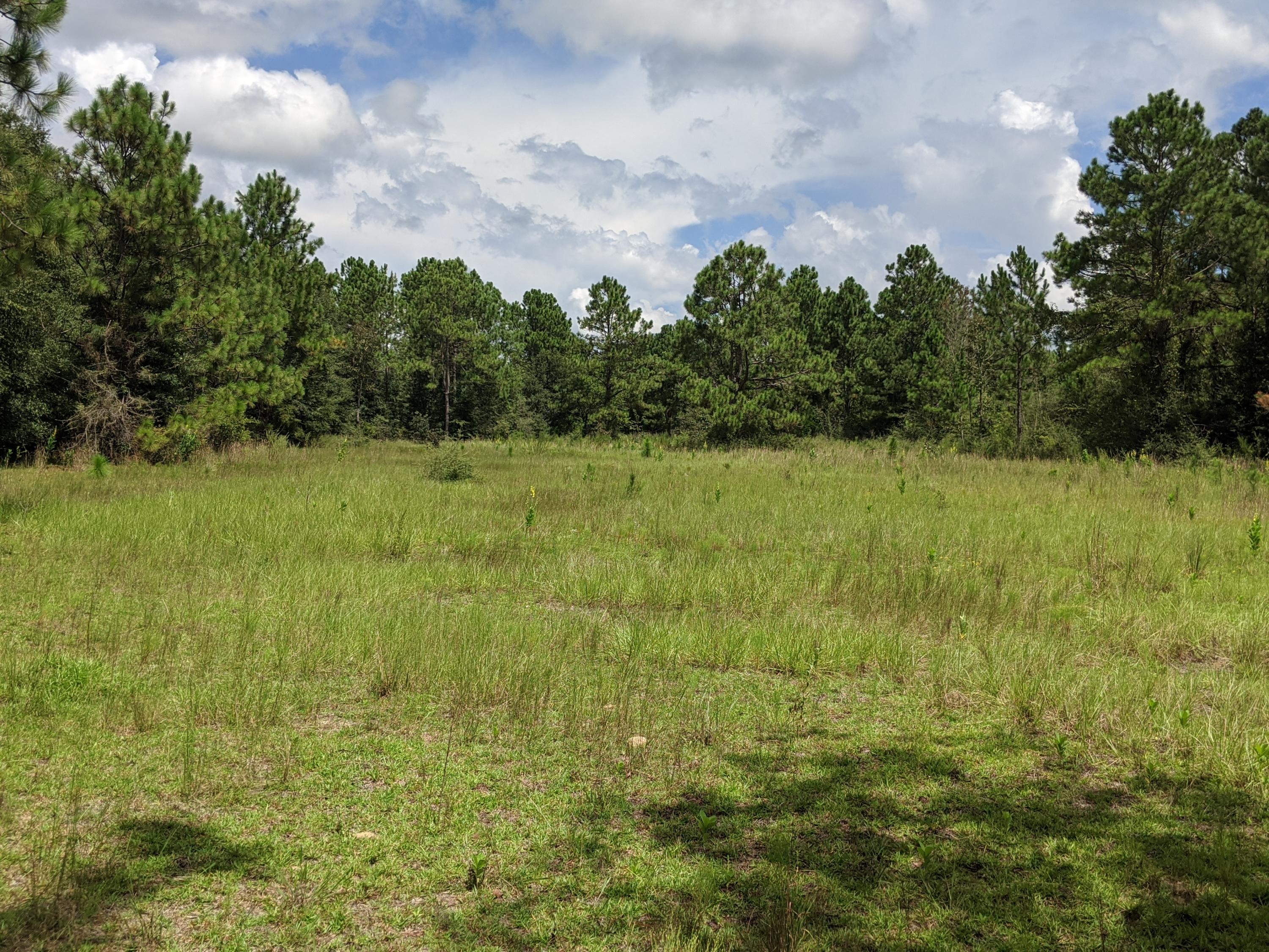 40-acres Camp Nebo Road Holt, FL 32564 - Photo 2 of 8 IMG_20200827_122343