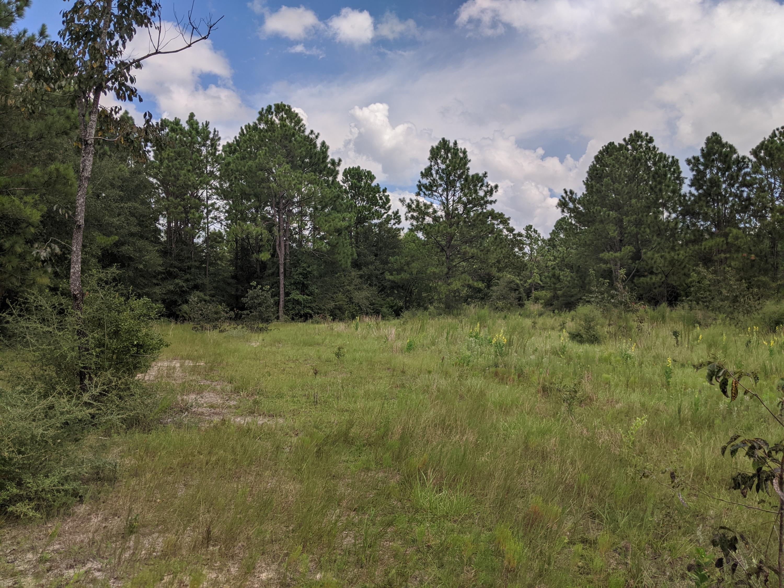 40-acres Camp Nebo Road Holt, FL 32564 - Photo 3 of 8 IMG_20200827_121947