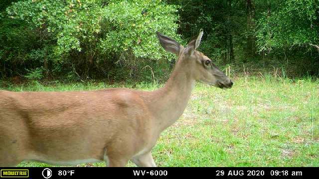 40-acres Camp Nebo Road Holt, FL 32564 - Photo 7 of 8 downloaded637342906423720580