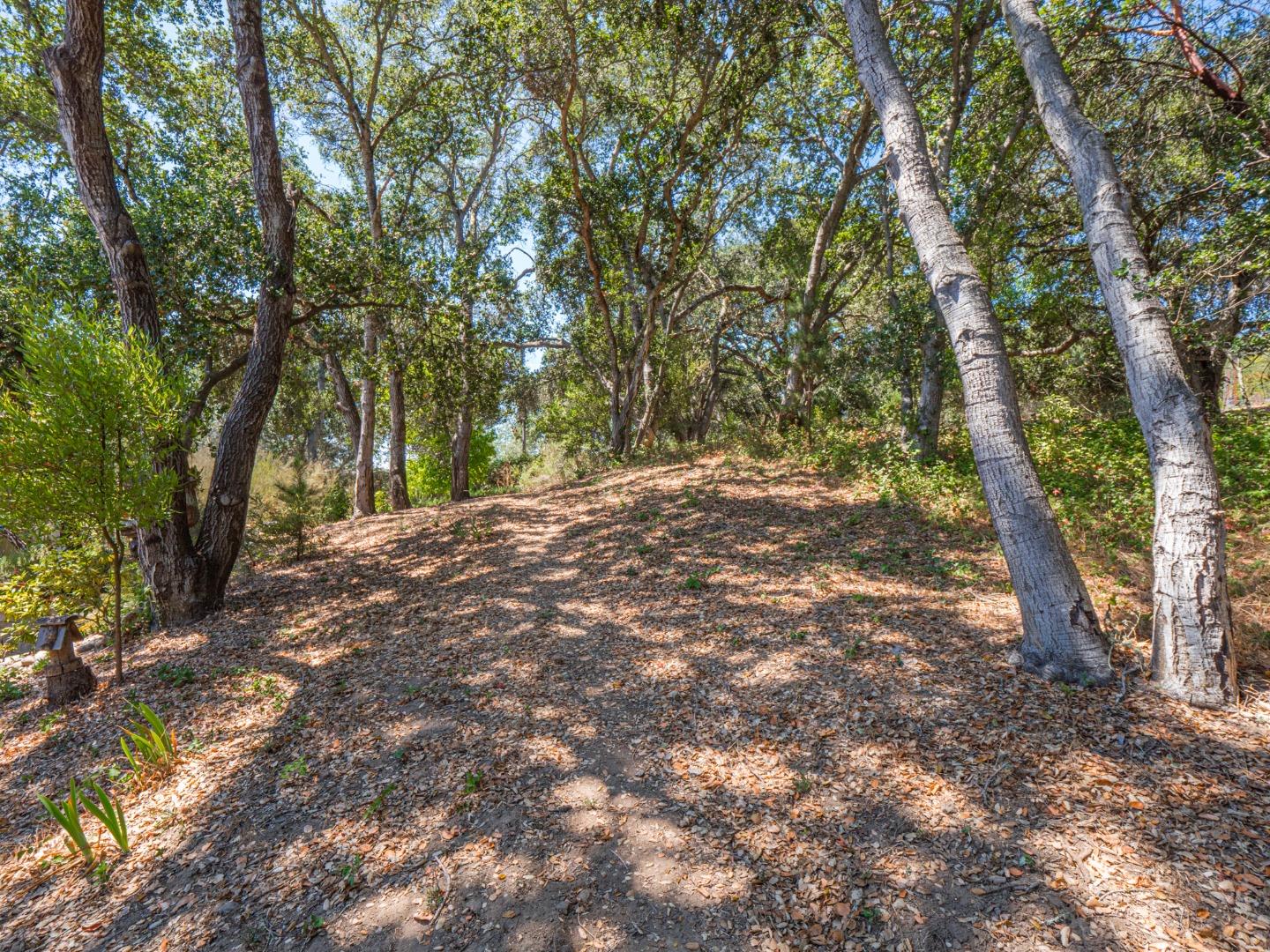 394 Hames Road Corralitos, CA 95076 - Photo 33 of 39 a view of backyard with large trees