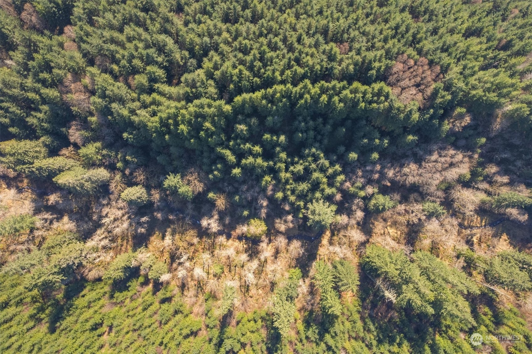 0 Northeast Cedar Mist Road Amboy, WA 98601 - Photo 17 of 17