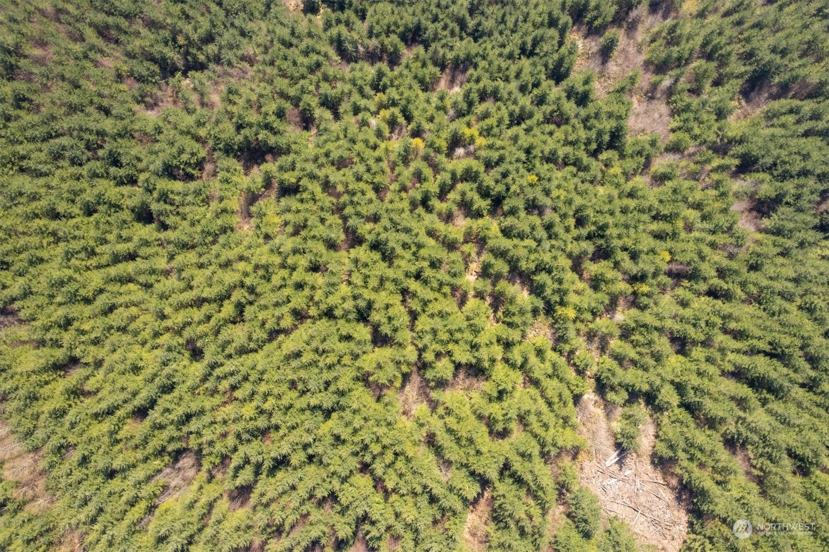 0 Northeast Cedar Mist Road Amboy, WA 98601 - Photo 9 of 17