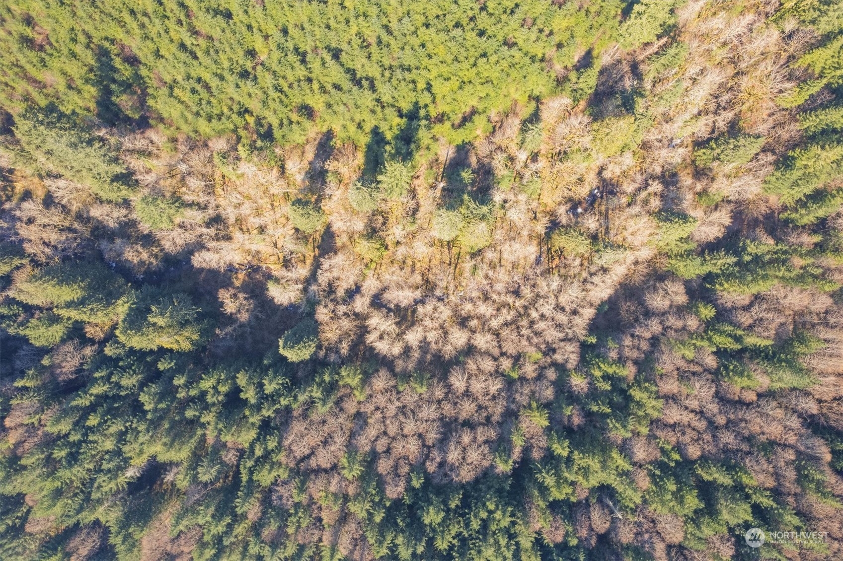 0 Northeast Cedar Mist Road Amboy, WA 98601 - Photo 10 of 17