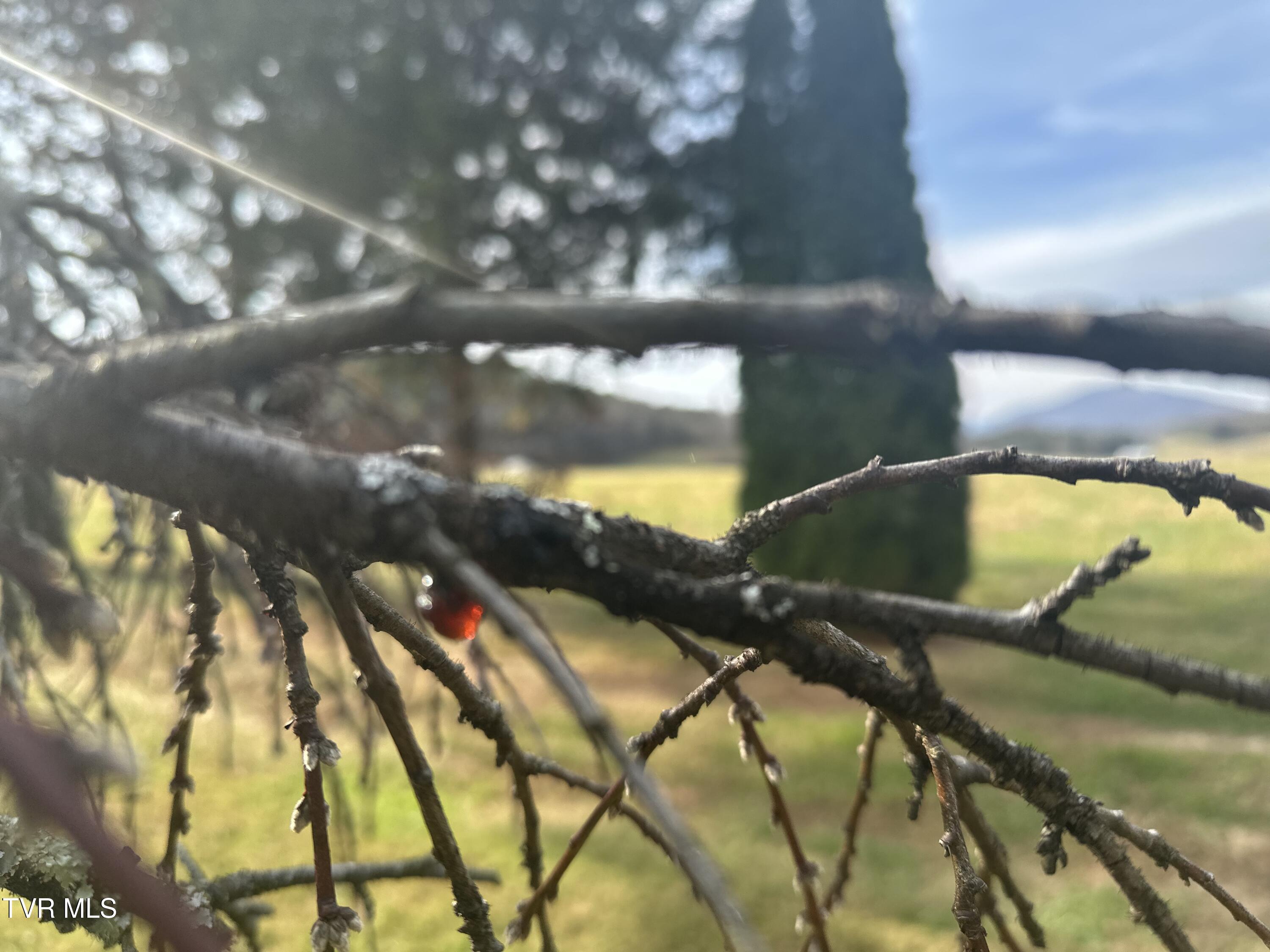 3289 Long Creek Road Parrottsville, TN 37843 - Photo 28 of 36 IMG_4531