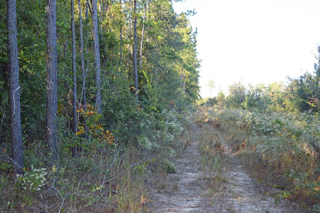 0 Greenhouse Road Gordon, AL 36343 - Photo 29 of 38