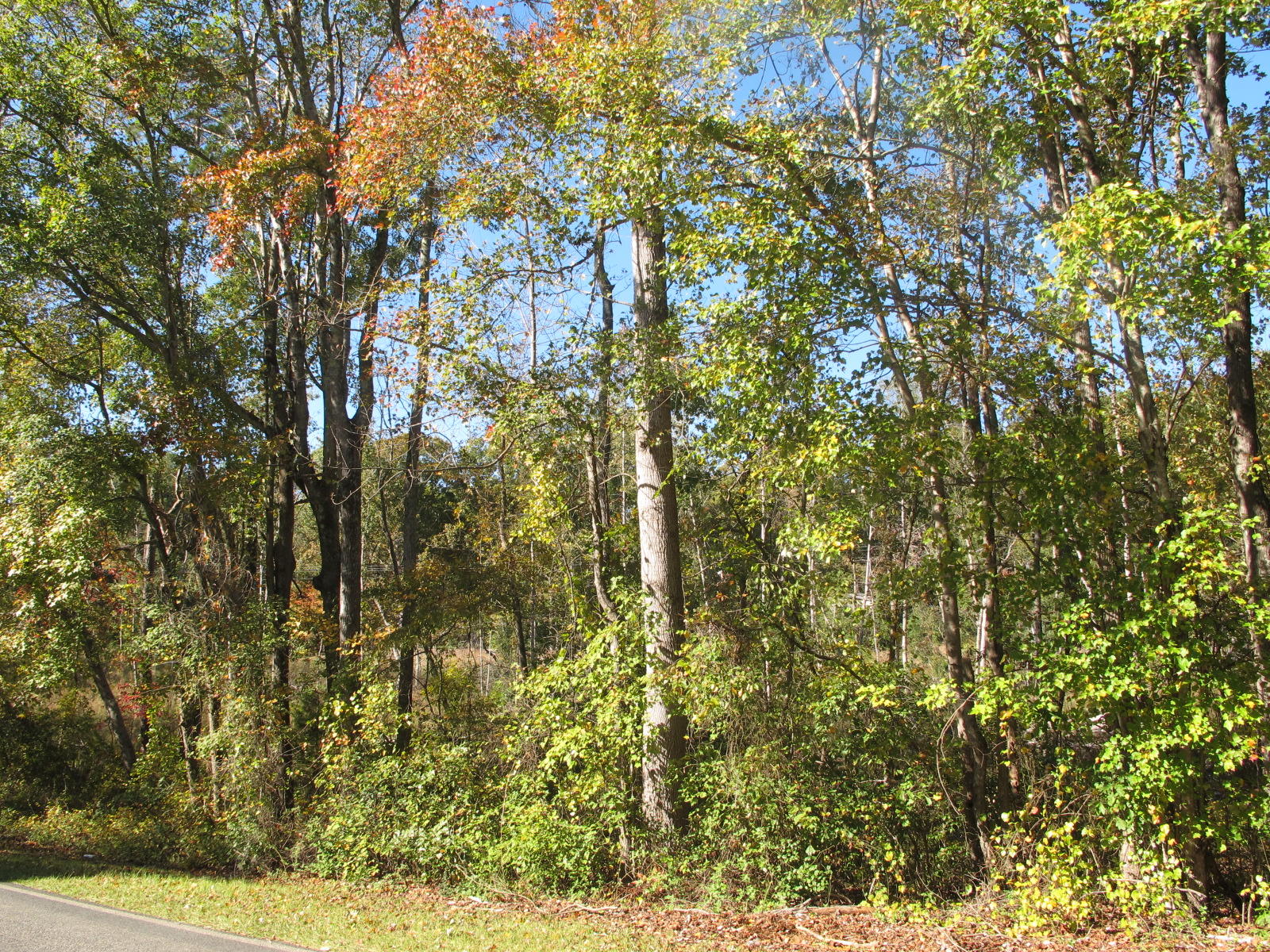 1945 Putnam Glendon Road Carthage, NC 28327 - Photo 3 of 6 IMG_6329