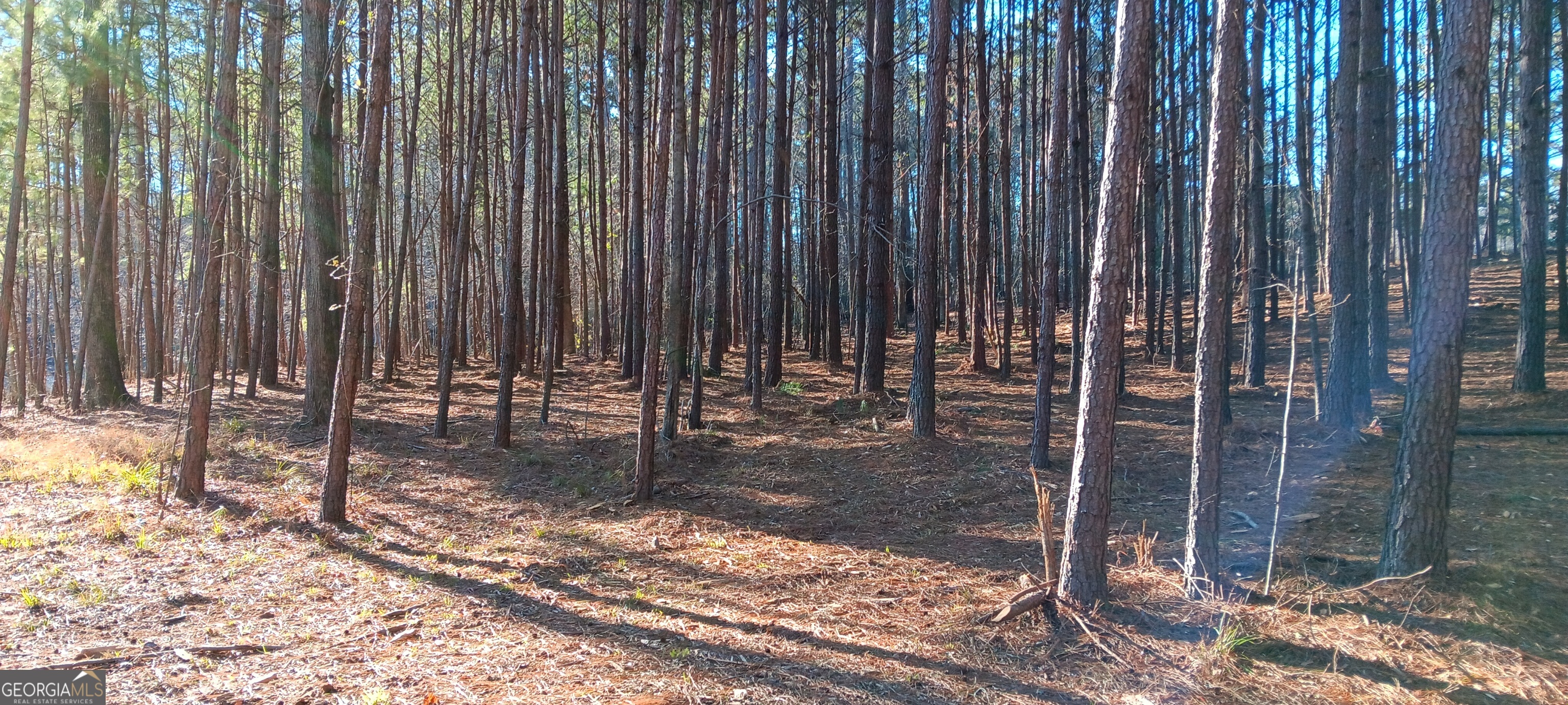 0 Cedardale Drive Griffin, GA 30224 - Photo 7 of 14 a view of a backyard with trees