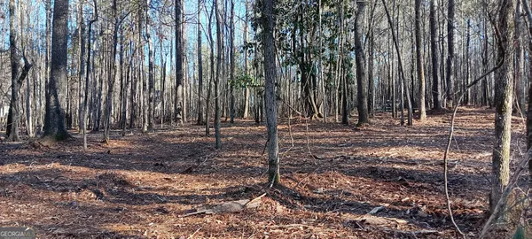 a view of a forest with a tree