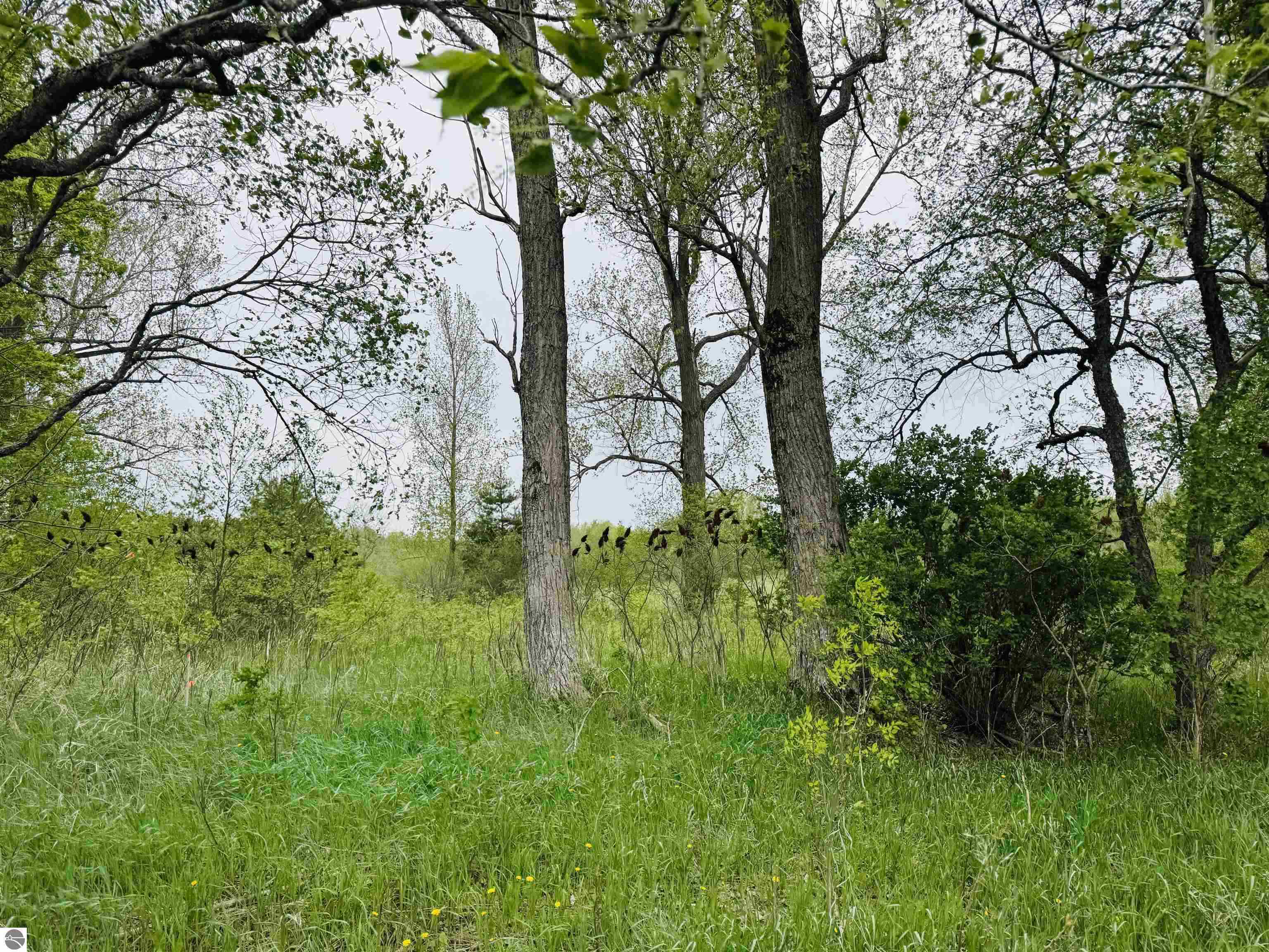Packingham Road Manton, MI 49663 - Photo 13 of 25