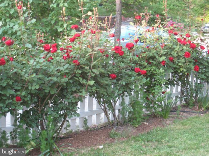4710 Reservoir Road Northwest Washington, DC 20007 - Photo 25 of 27 Roses White Picket Fence