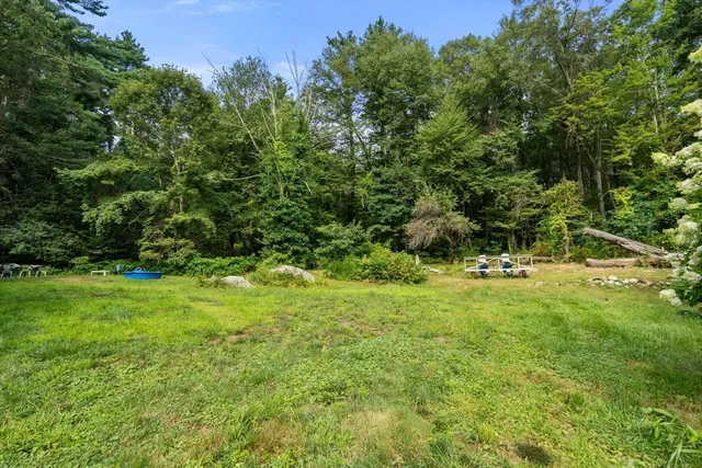 a view of a lush green forest