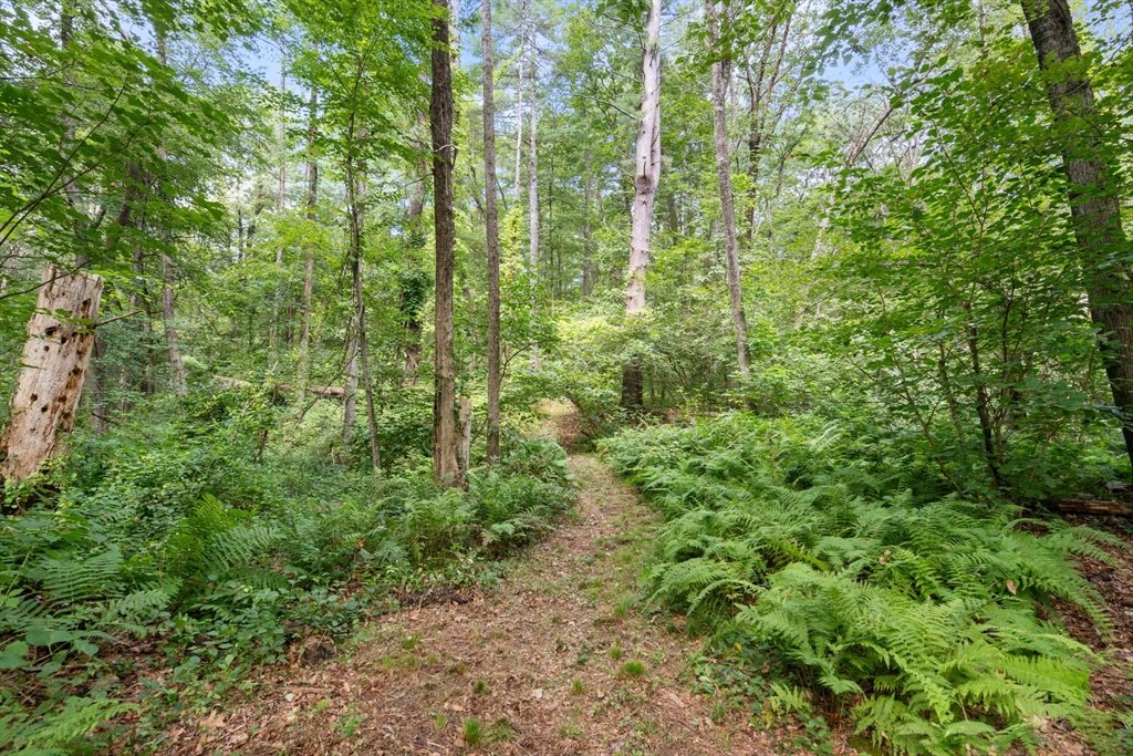 68 Spring Street Hopkinton, MA 01748 - Photo 22 of 28 a view of a lush green forest