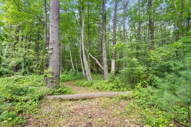 a view of a forest that has large trees