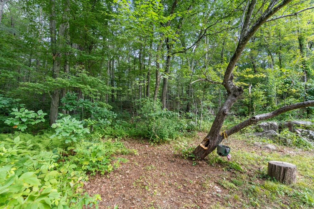 68 Spring Street Hopkinton, MA 01748 - Photo 25 of 28 a view of a yard with plants and a large tree