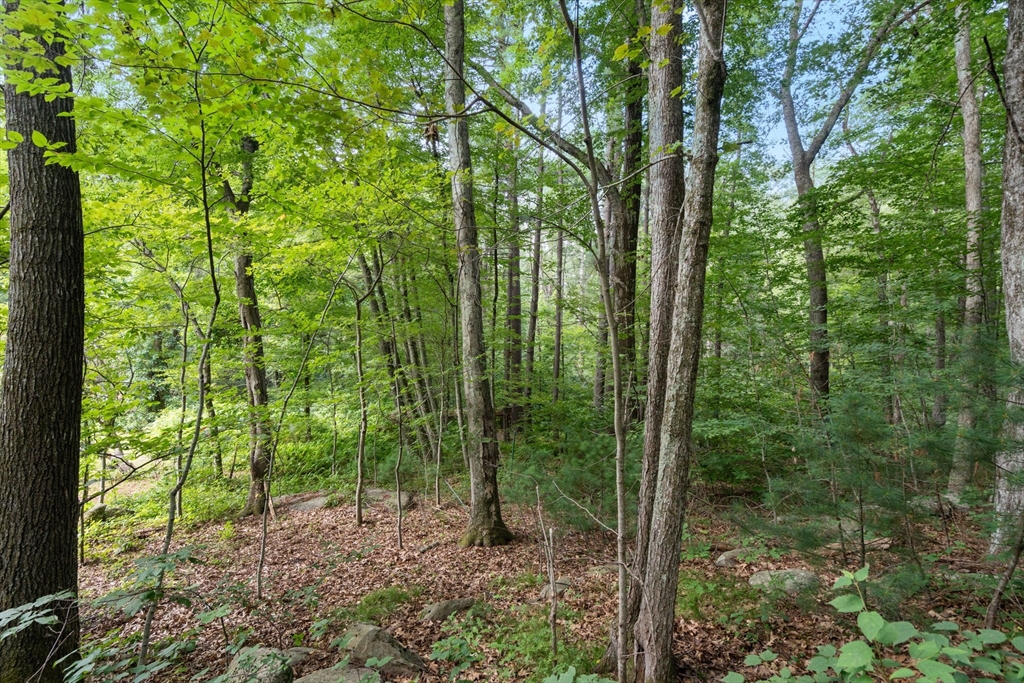 68 Spring Street Hopkinton, MA 01748 - Photo 26 of 28 a view of a forest that has large trees