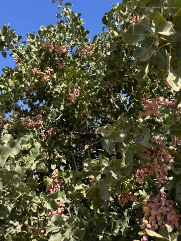 $7,391,695 | 15502 10th Avenue, Hanford, CA 93230