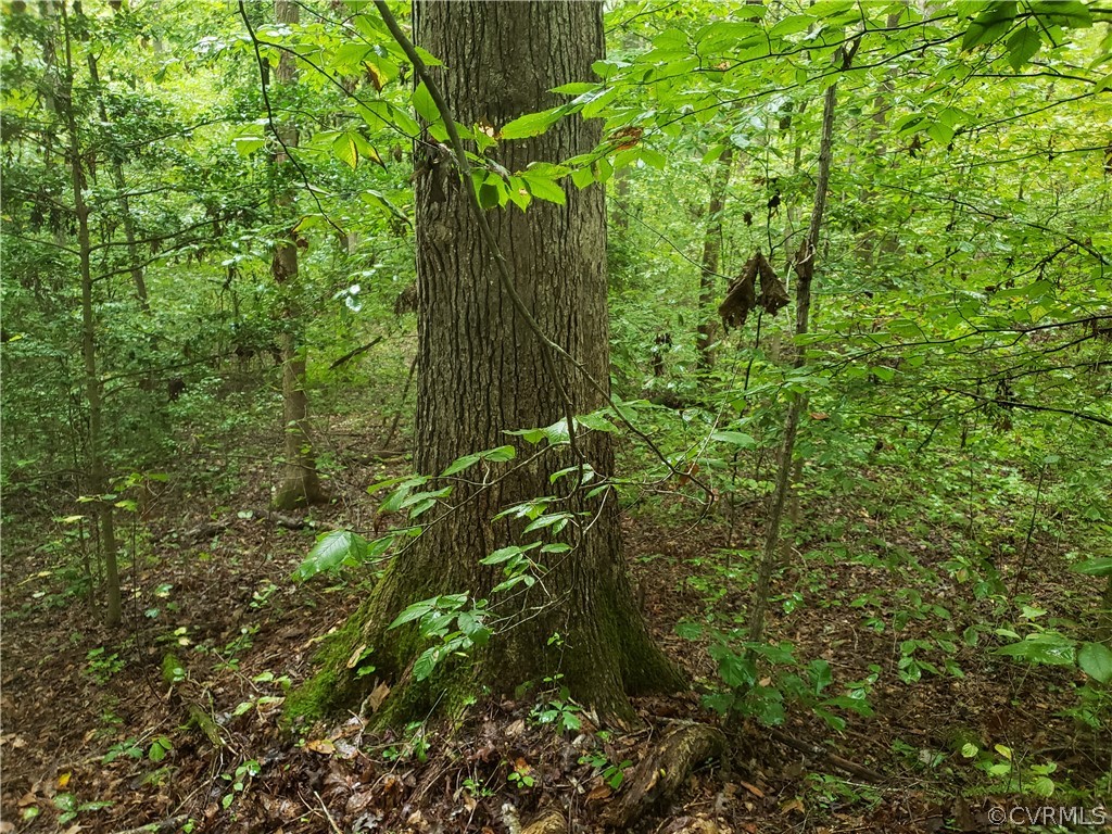 3897 Riddles Bridge Road Goochland, VA 23063 - Photo 12 of 13 Gallery Image 12