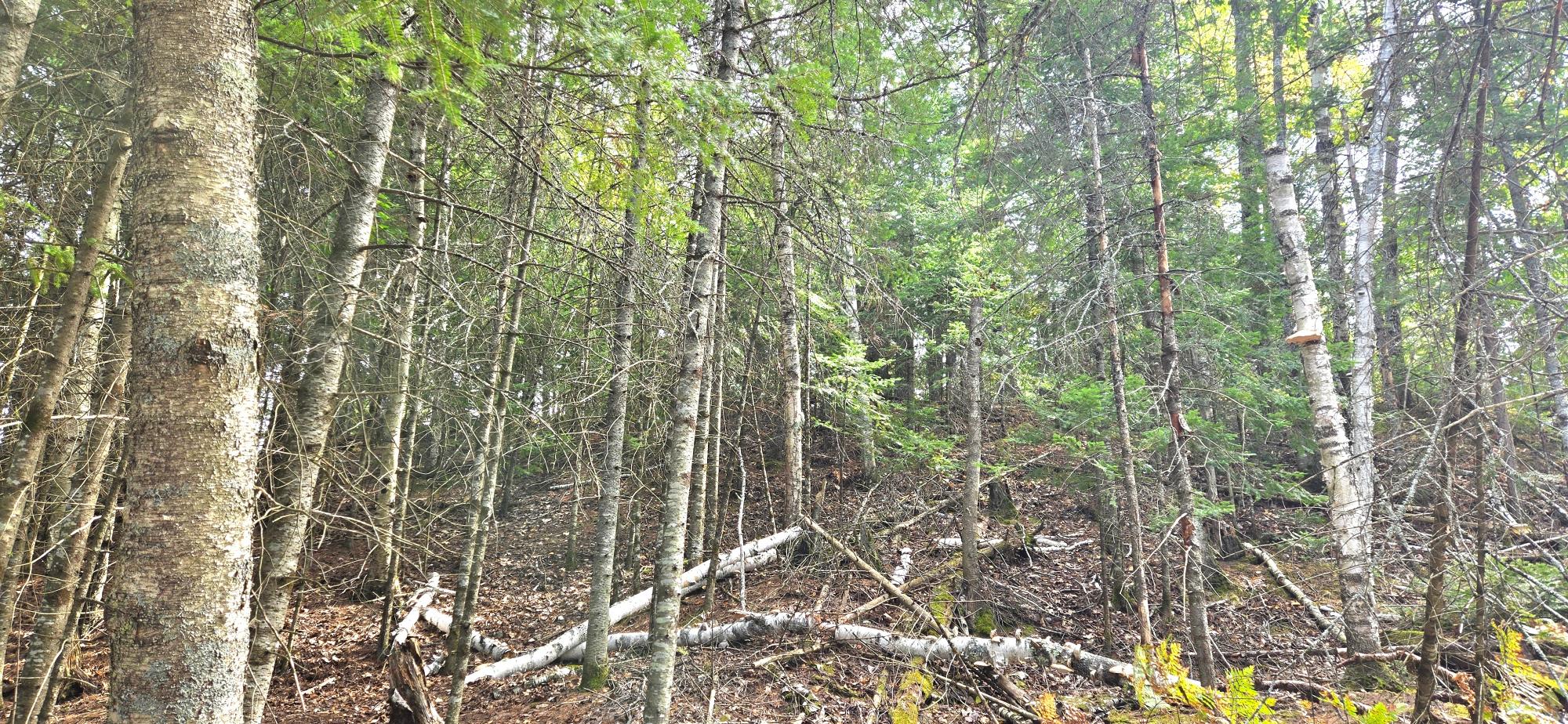 Lt On Oswego Fishtrap Lake Road Boulder Junction, WI 54512 - Photo 7 of 27 Gallery Image 7