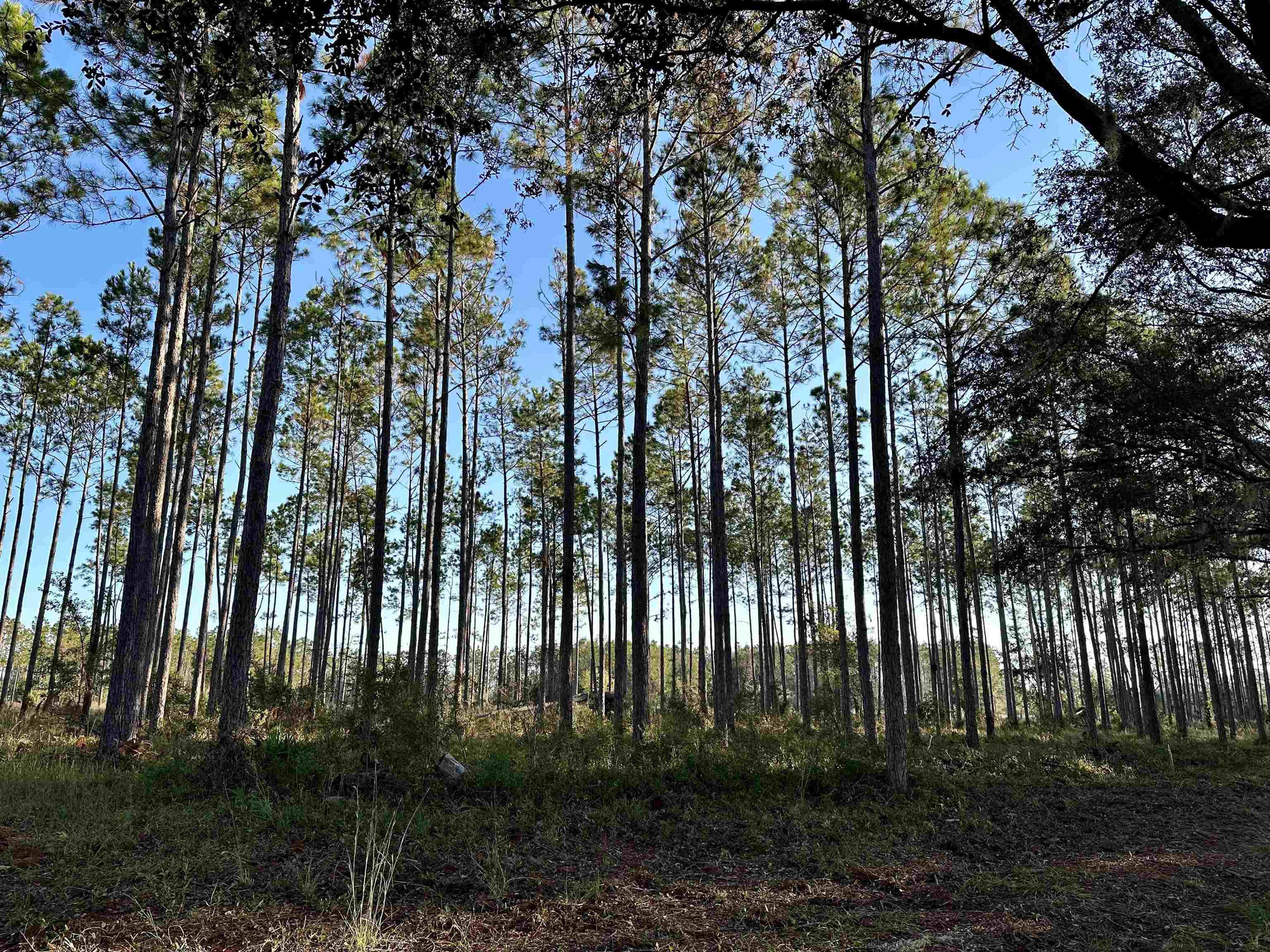771 Southwest Kelly 28 Road Lee, FL 32059 - Photo 22 of 32 Gallery Image 22