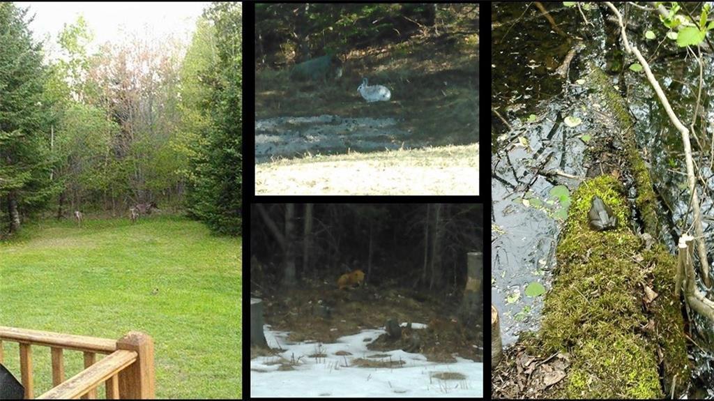 22 Lapoint Road Stetson, ME 04488 - Photo 29 of 32 Deer, rabbit, fox and frogs...some...