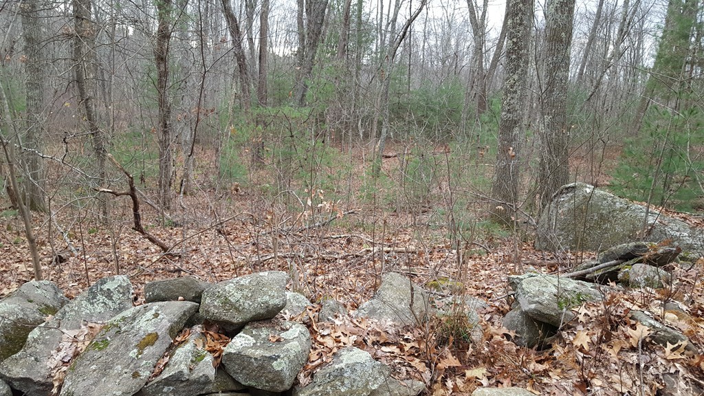 B & C Ruggles Hill Road Hardwick, MA 01037 - Photo 4 of 10 a view of a forest with large trees