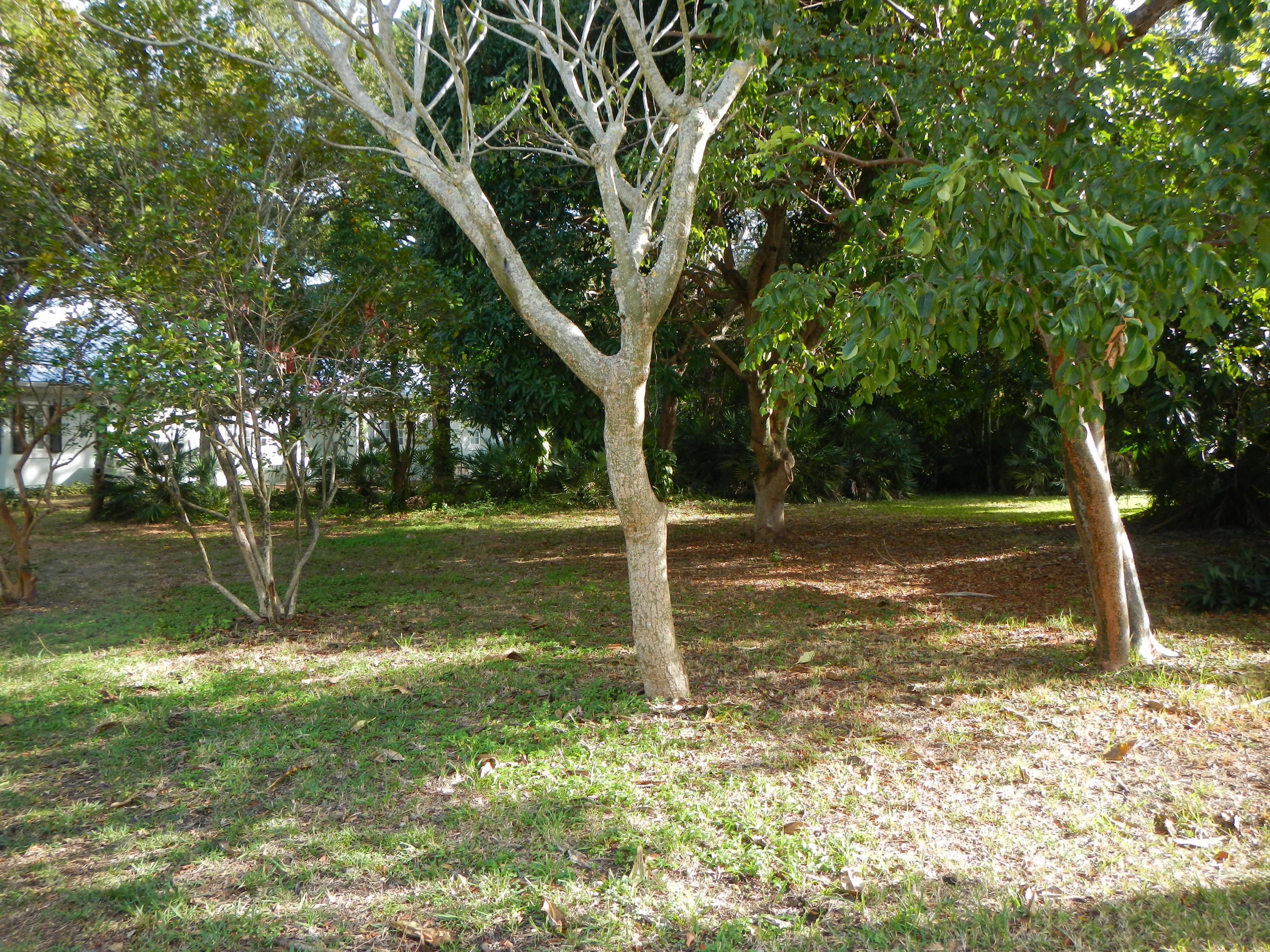 750 Oleander Street Boca Raton, FL 33486 - Photo 1 of 2 DSCN1807