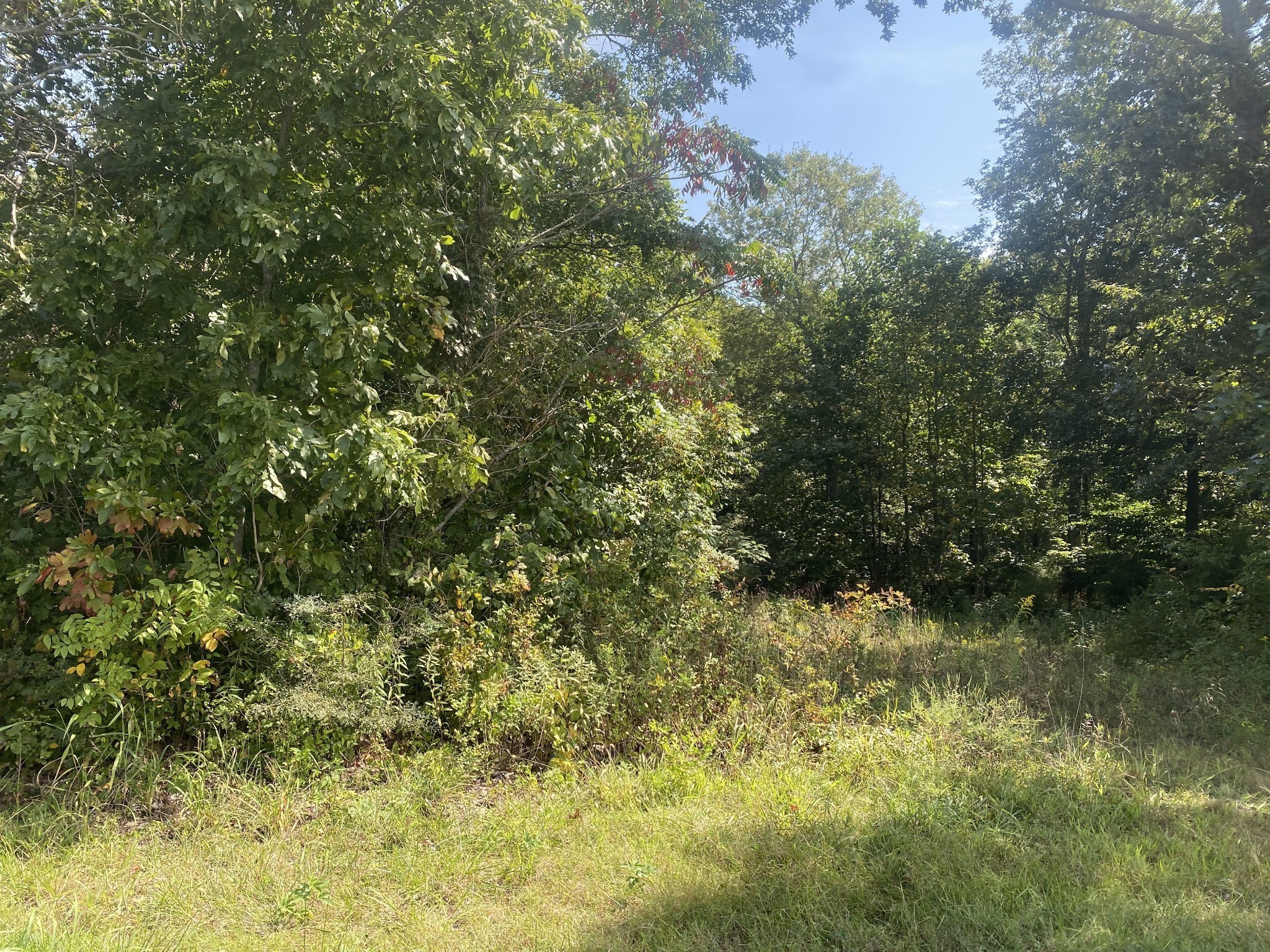 2 J J Bourne Road Adams, TN 37010 - Photo 20 of 28 Gallery Image 20