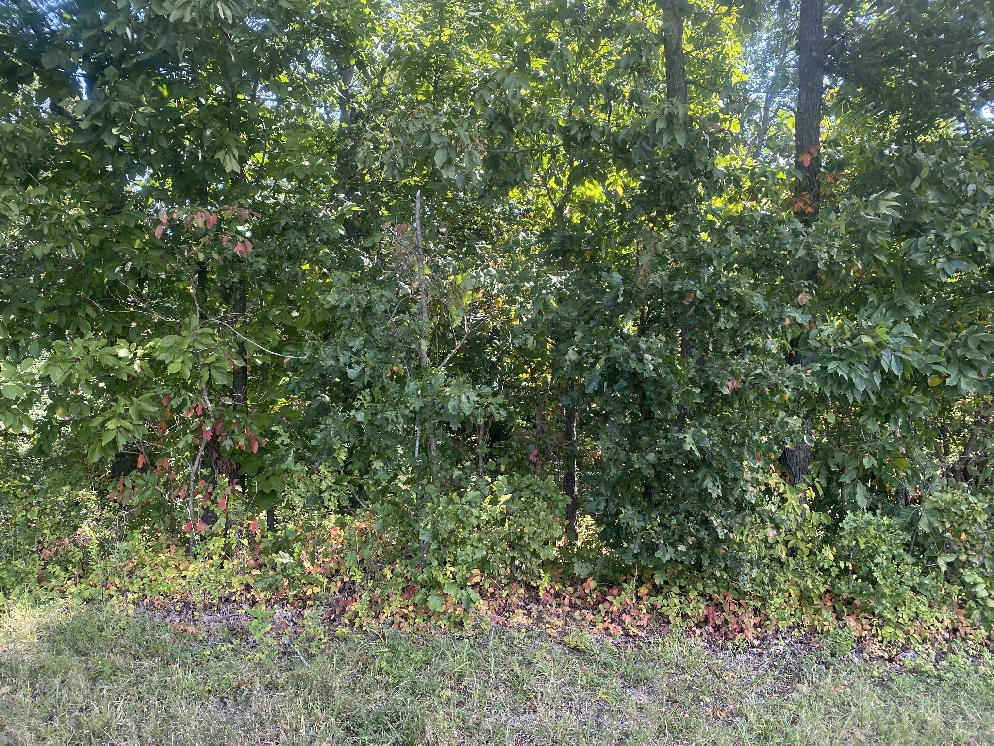 2 J J Bourne Road Adams, TN 37010 - Photo 22 of 28 Gallery Image 22