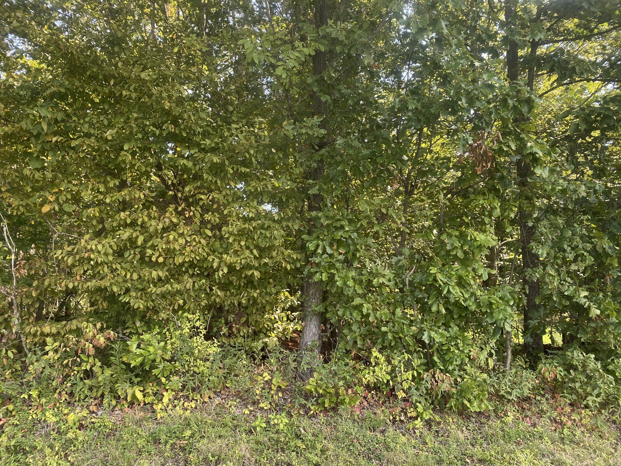 2 J J Bourne Road Adams, TN 37010 - Photo 23 of 28 Gallery Image 23