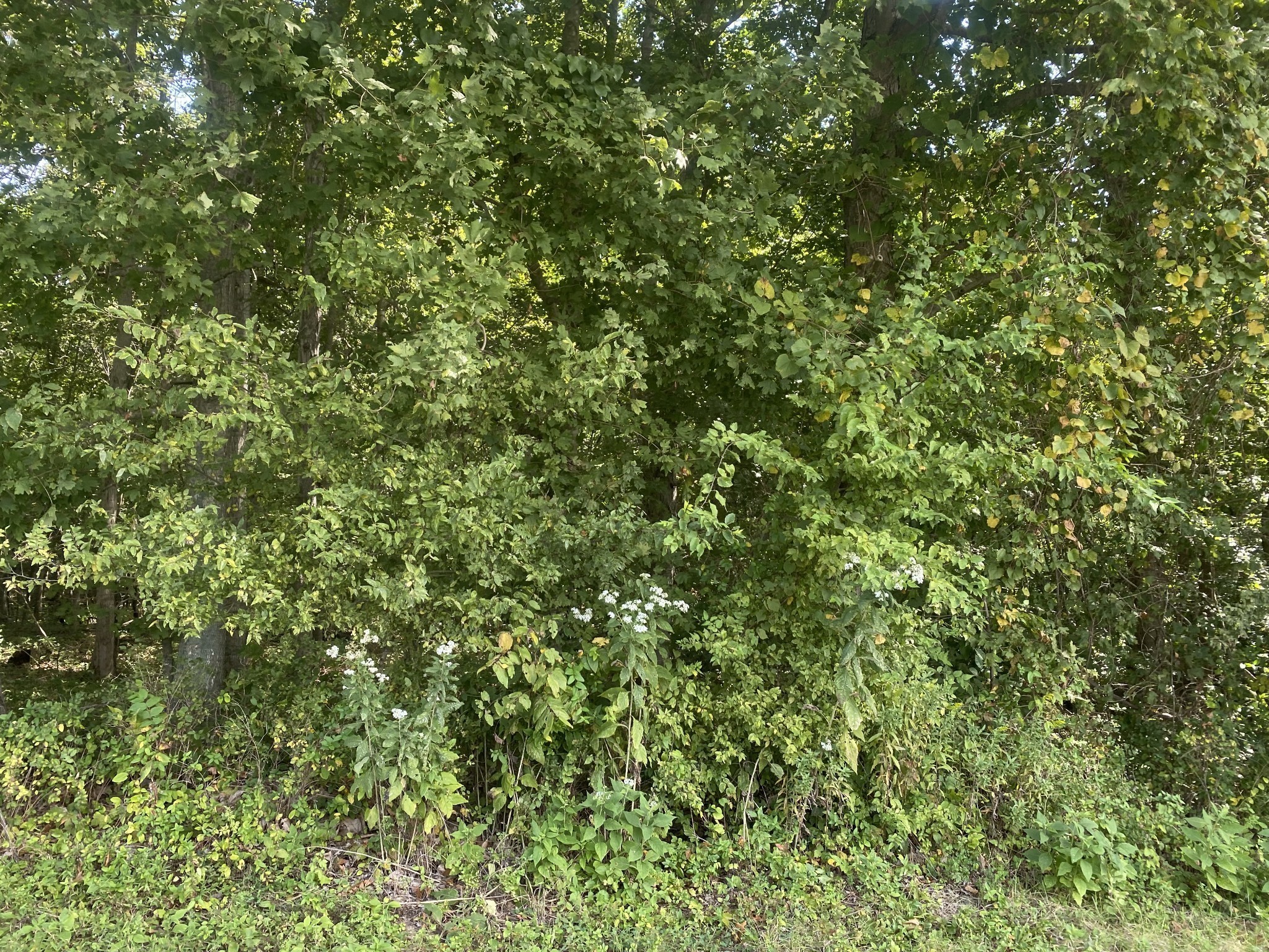 2 J J Bourne Road Adams, TN 37010 - Photo 25 of 28 Gallery Image 25