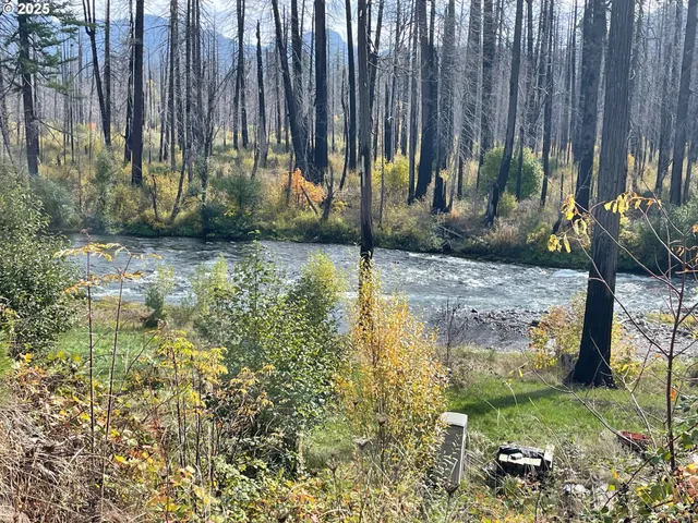 a view of a garden with a chair