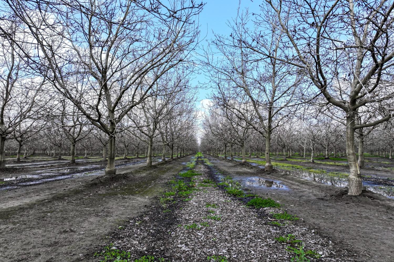 0 Road 180 Strathmore, CA 93267 - Photo 4 of 12