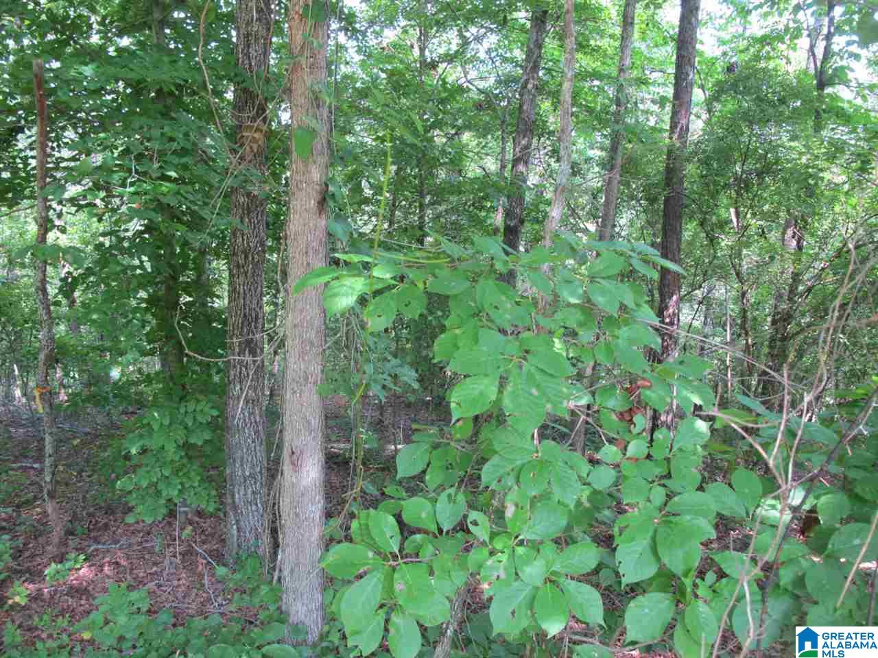 0 Knock About Lane Wedowee, AL 36278 - Photo 1 of 3