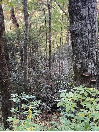 a view of outdoor space