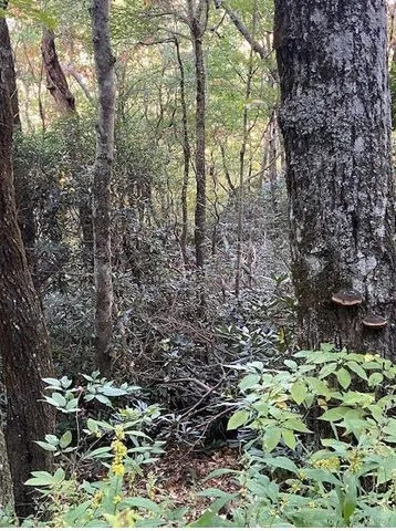 a view of outdoor space